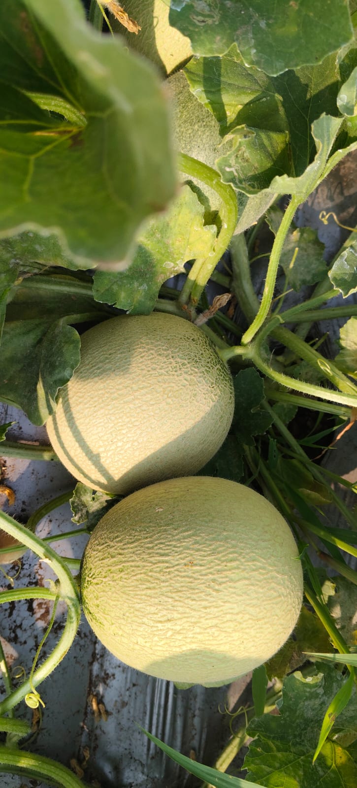 बॉबी खरबूज