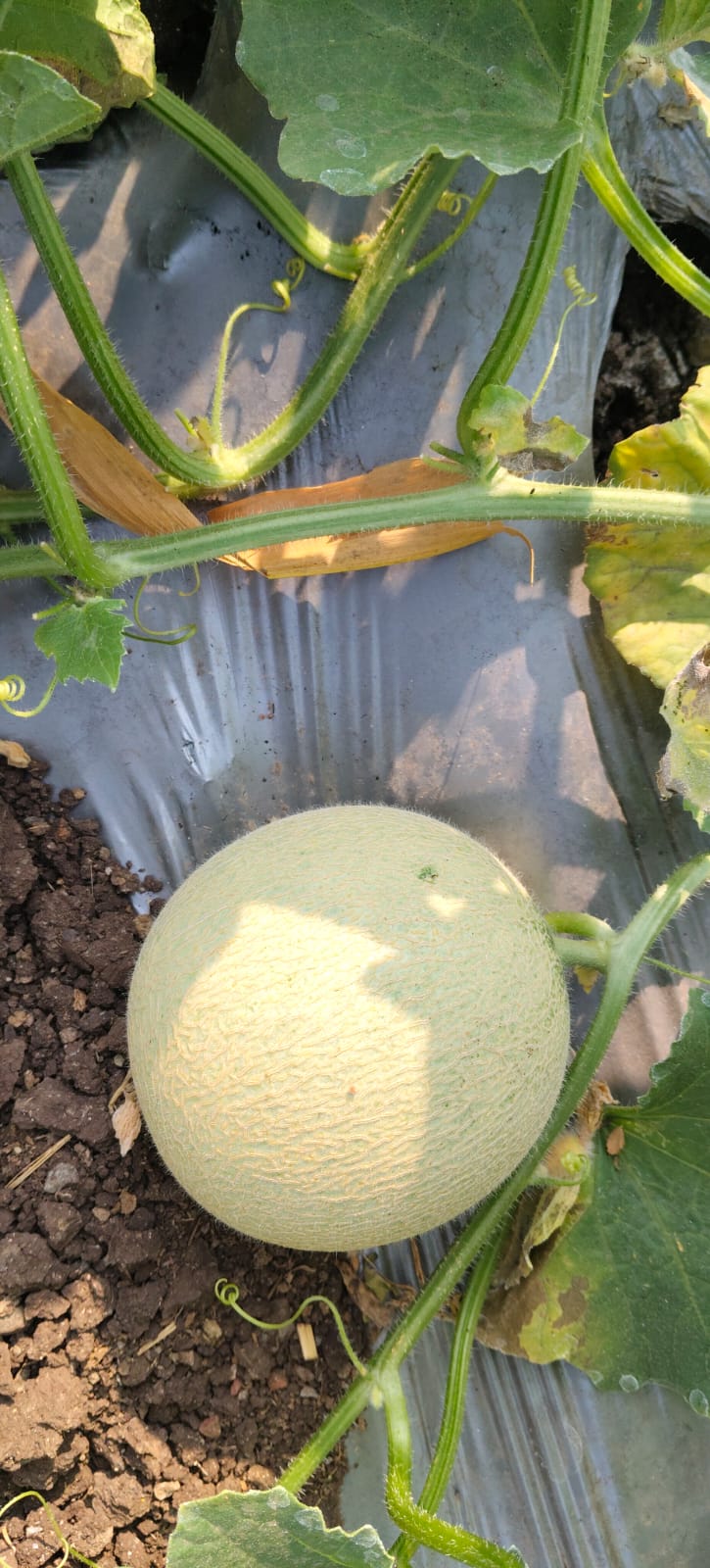 बॉबी खरबूज