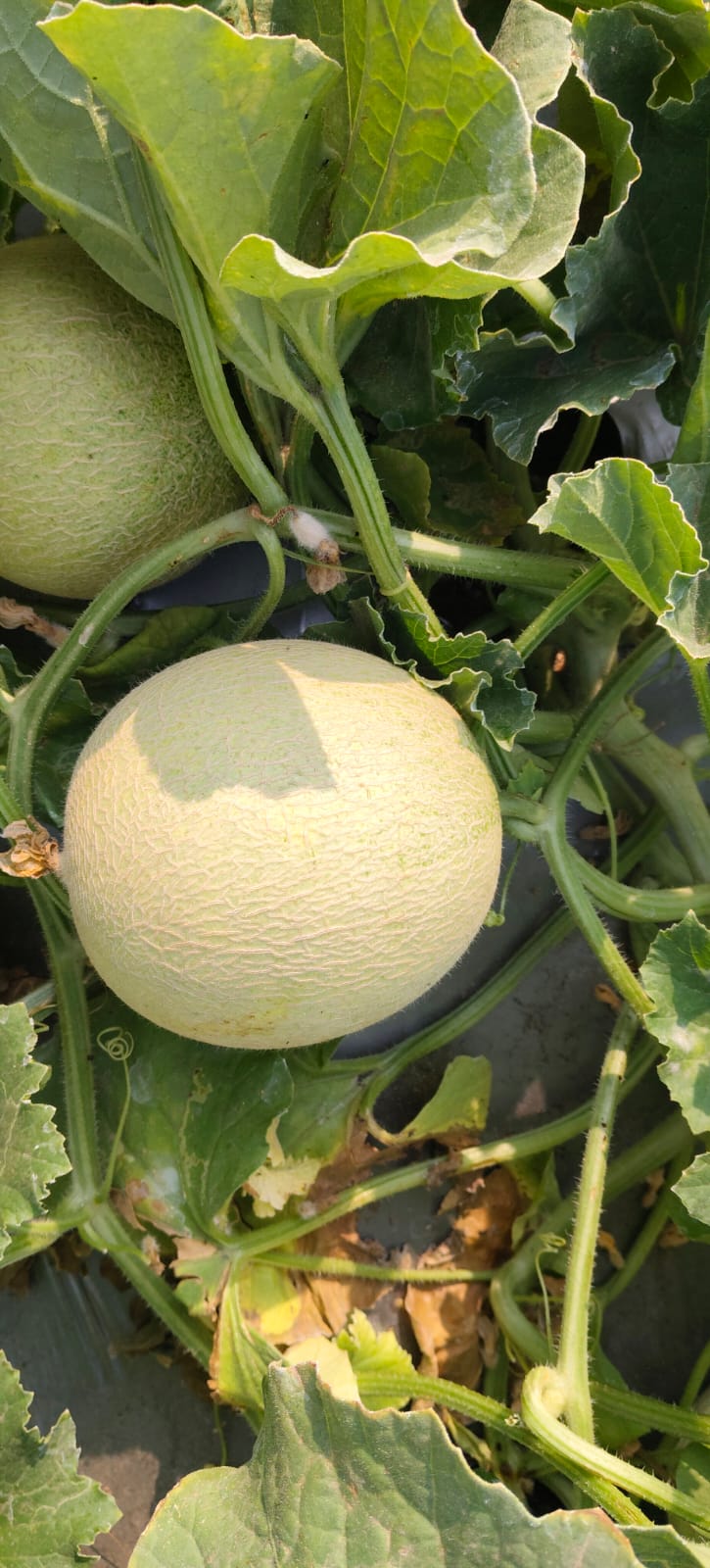 बॉबी खरबूज