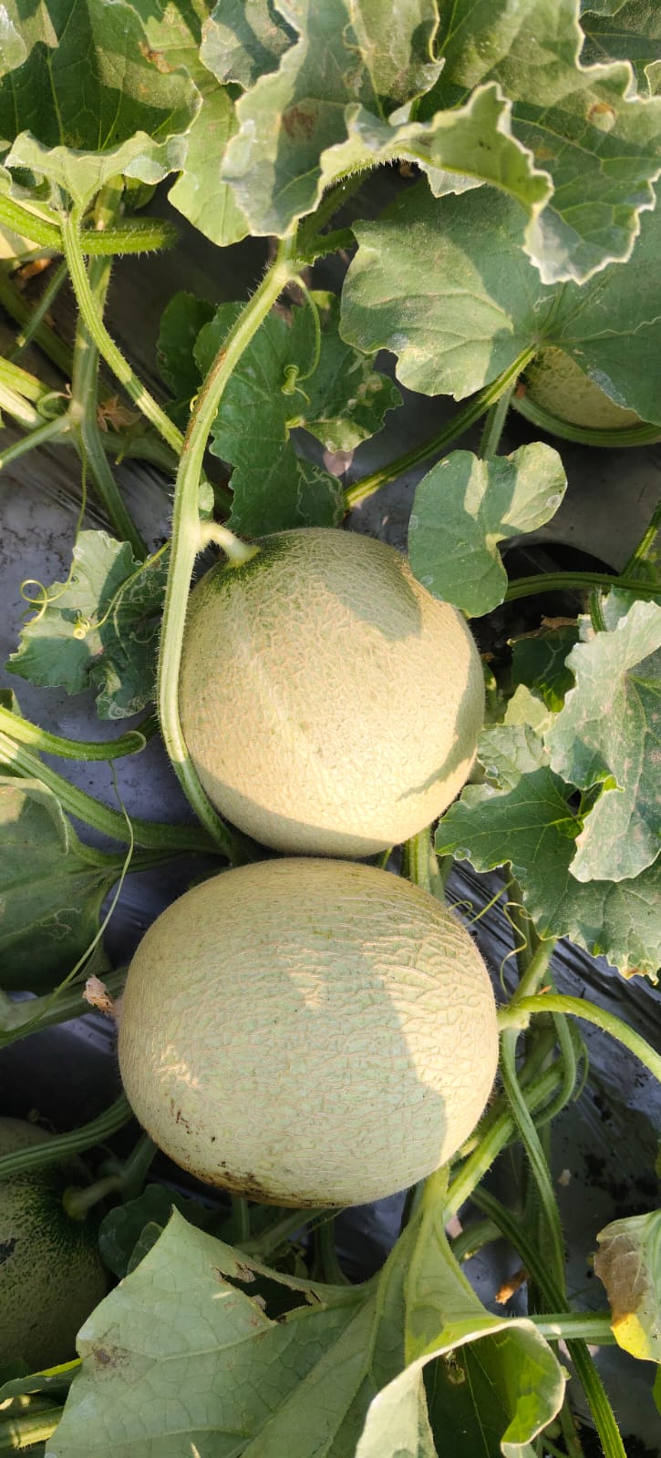 बॉबी खरबूज