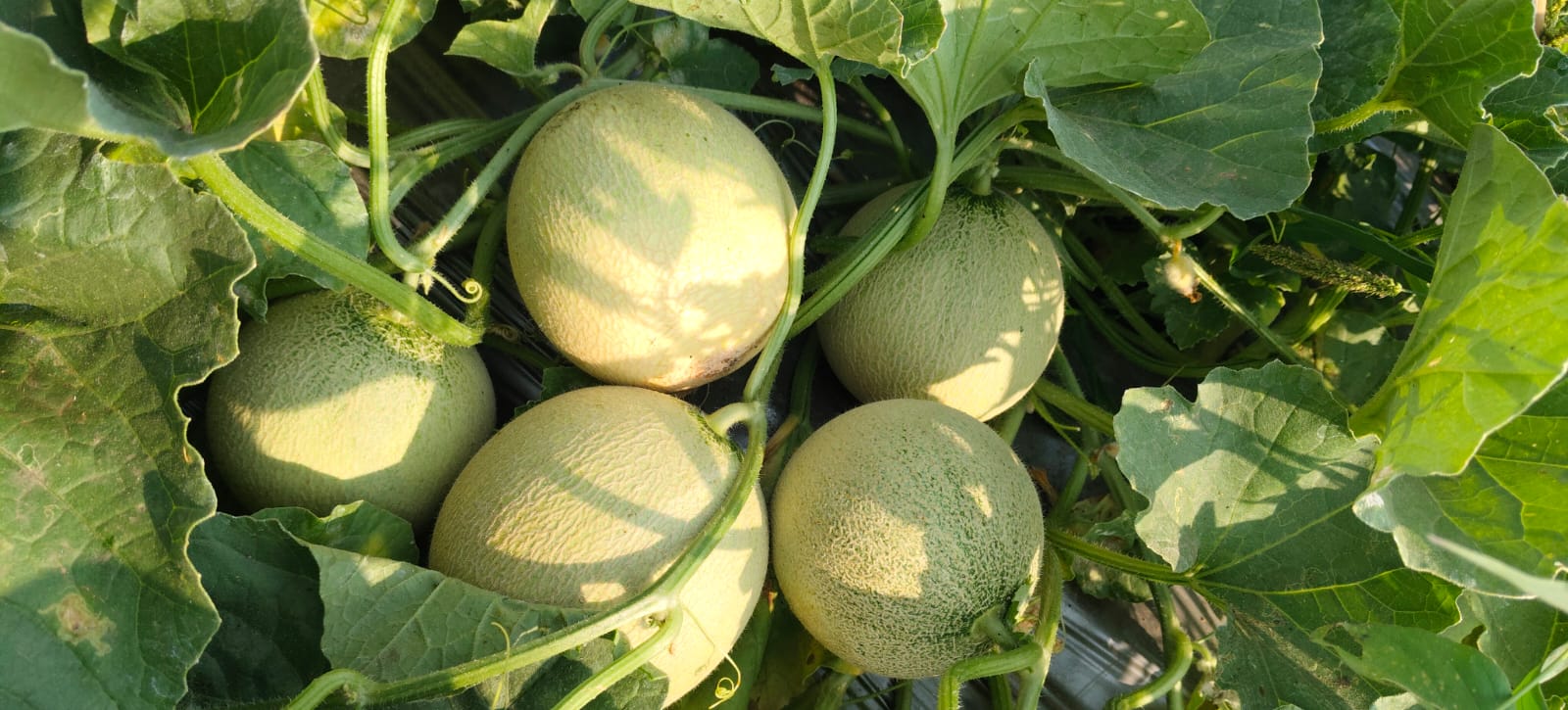 बॉबी खरबूज