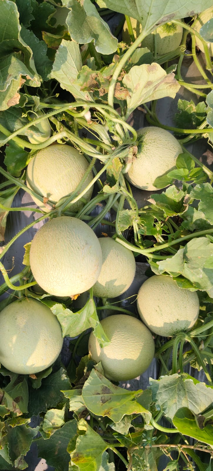 बॉबी खरबूज