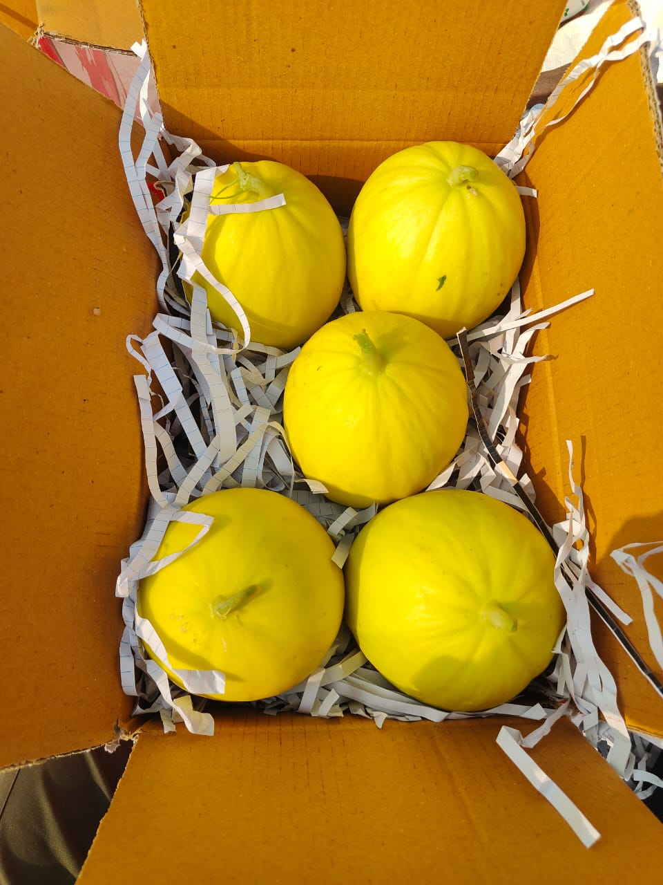 कोहिनूर खरबूज