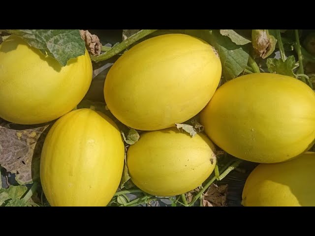 कोहिनूर खरबूज