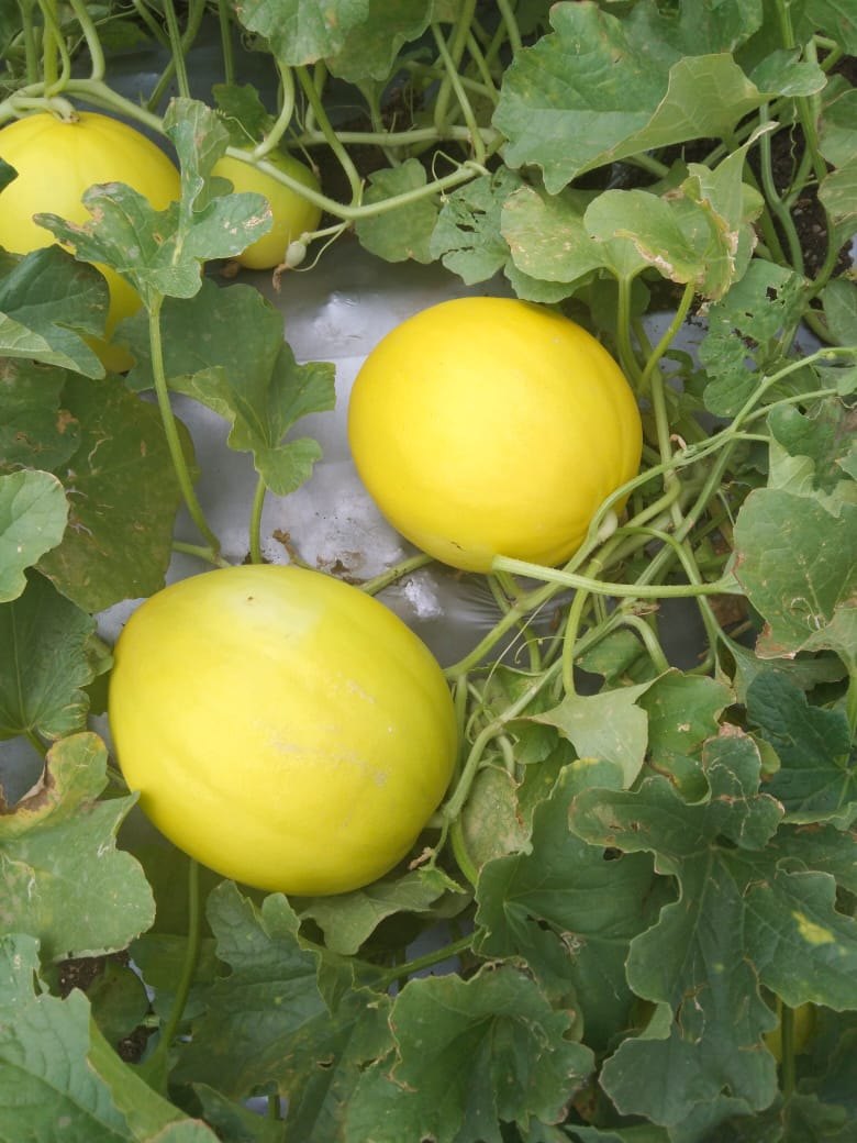 कोहिनूर खरबूज