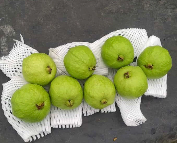 तैवान पिंक पेरू